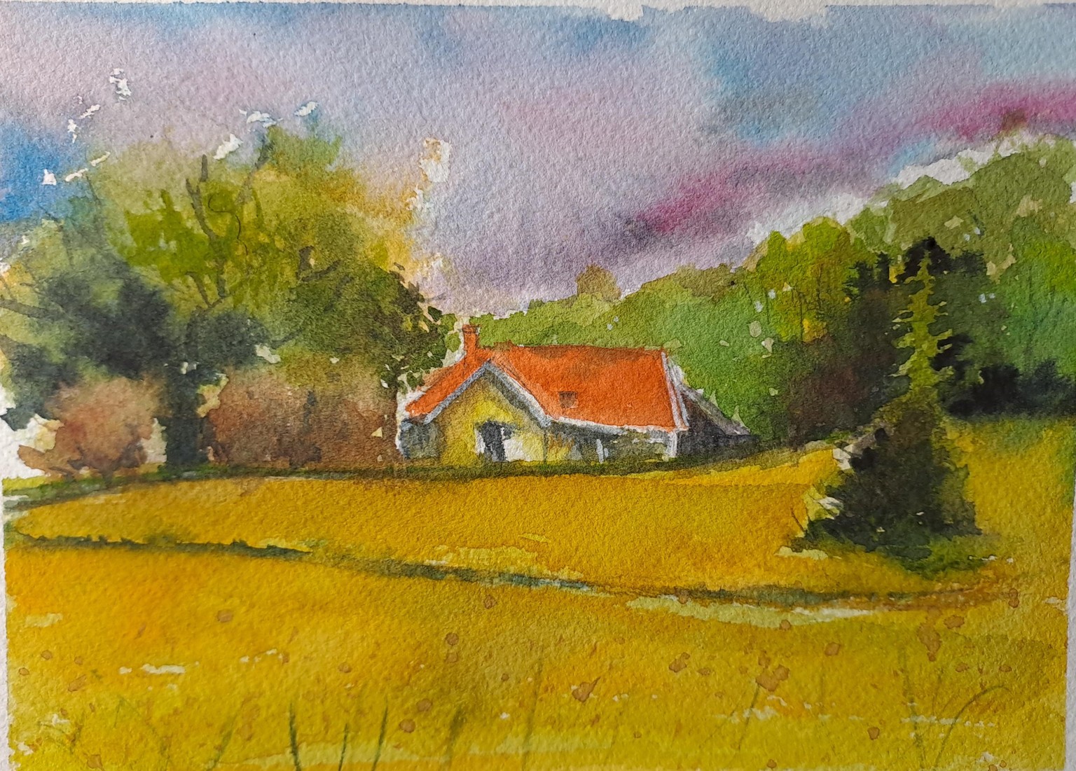 Sweden's golden fields - image 6 - student project