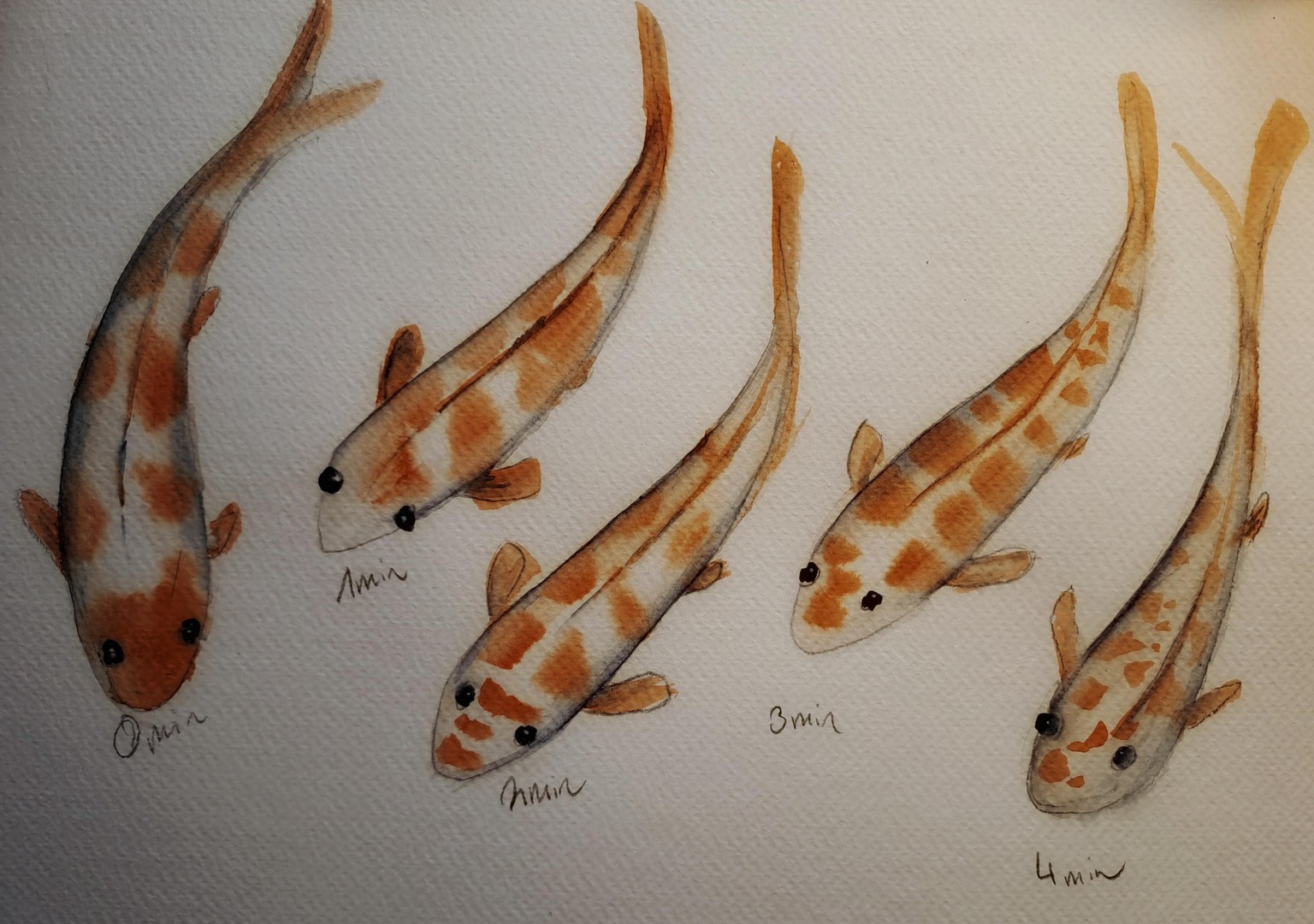 Koi pond - image 3 - student project