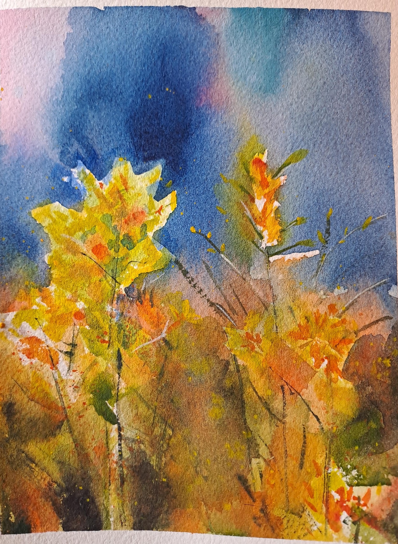 Sweden's golden fields - image 2 - student project