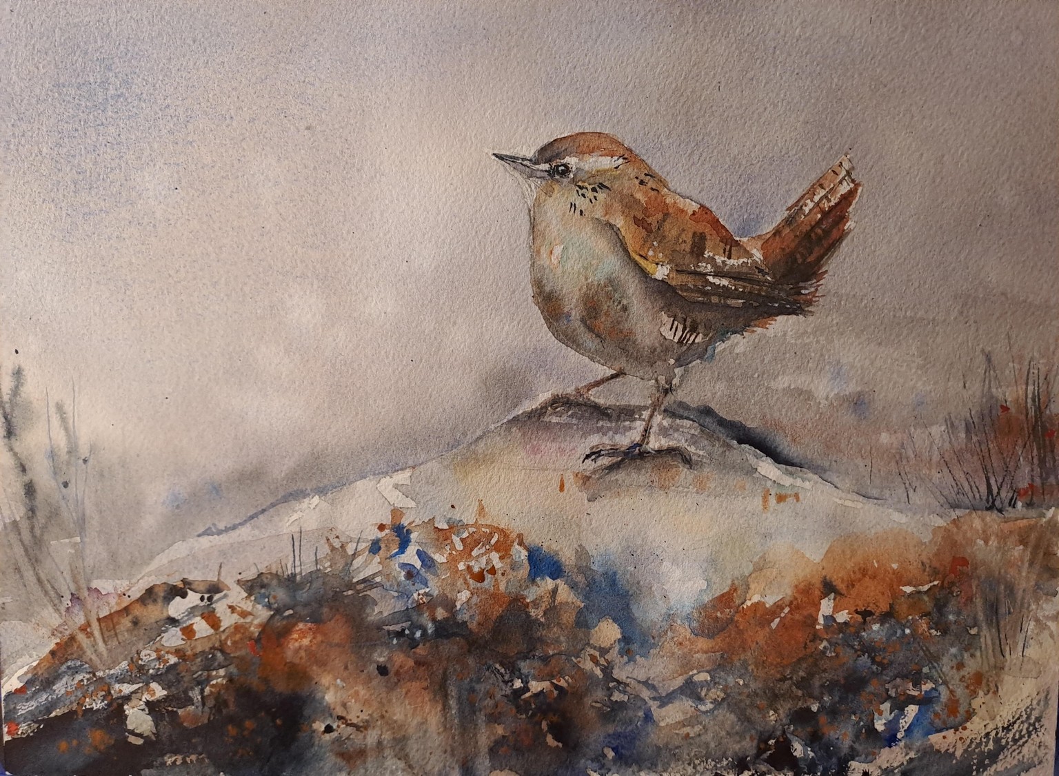 My little wren - image 1 - student project