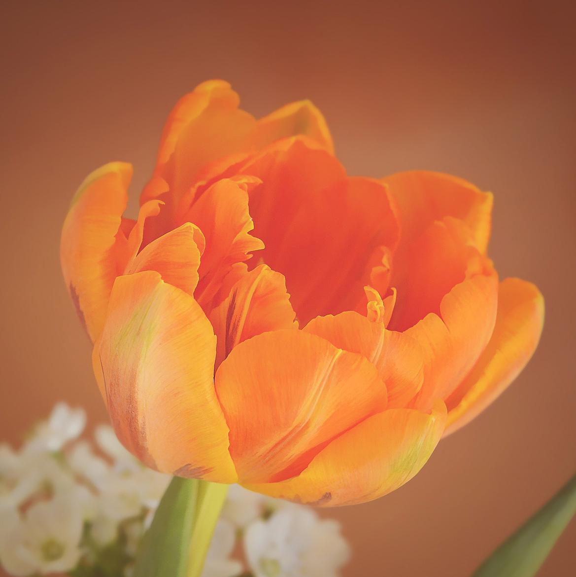Painted Tulip - image 2 - student project