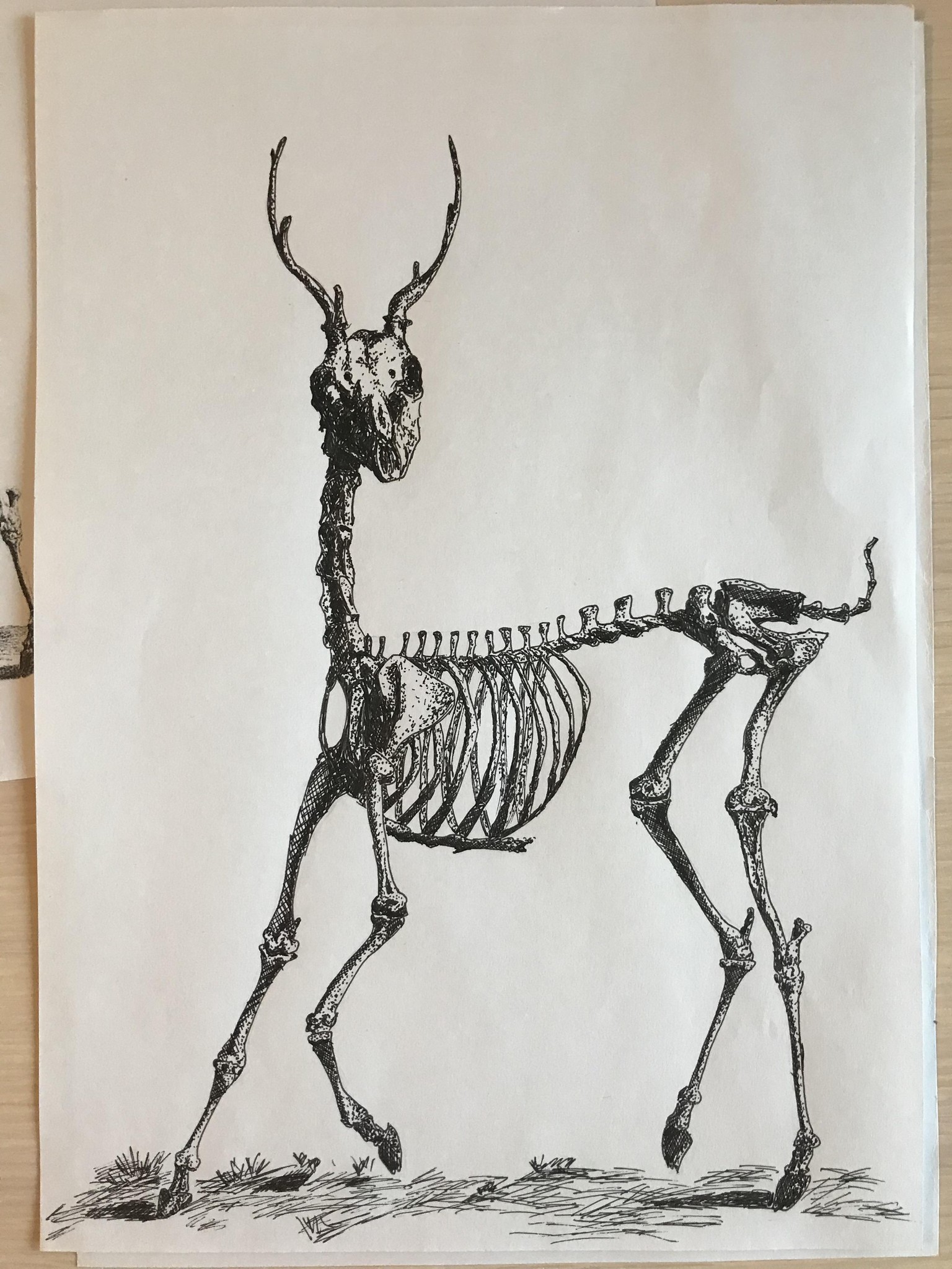 Deer Skeleton Result - image 1 - student project
