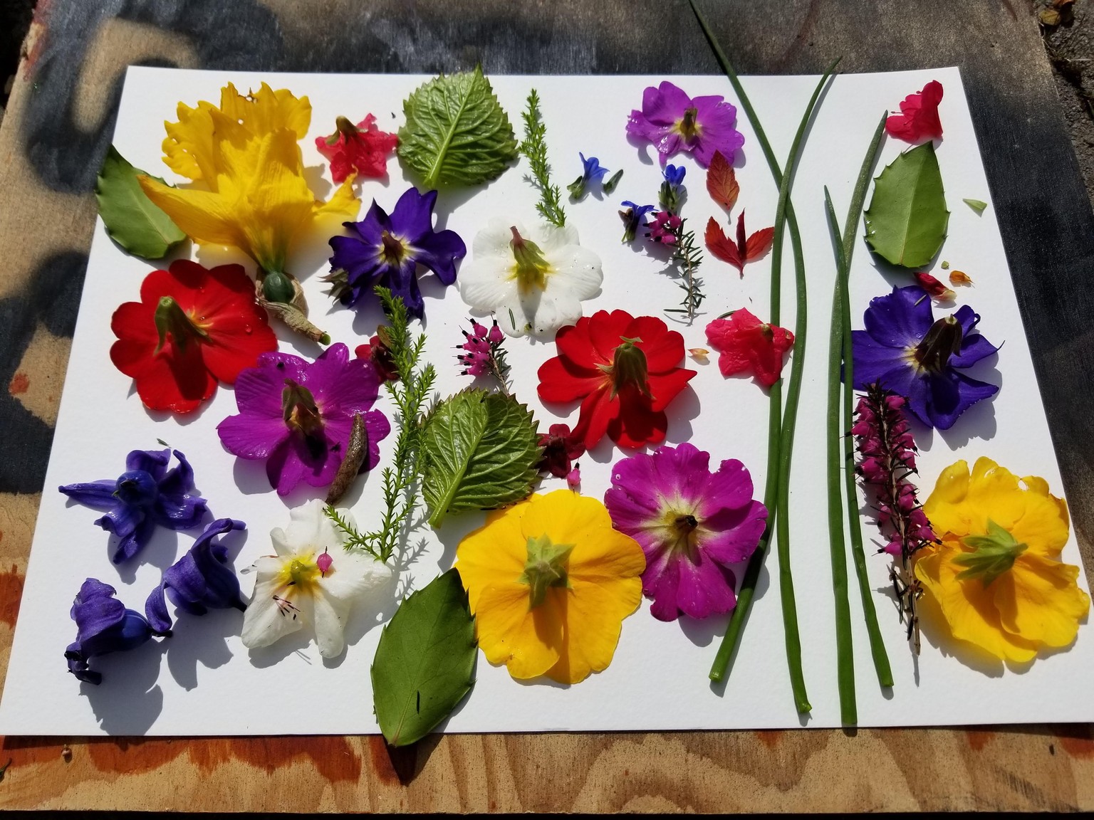 Spring fun in the sun! - image 1 - student project