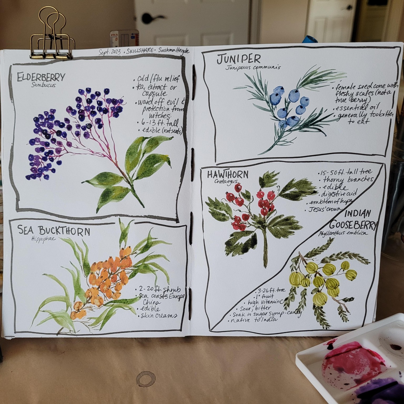 Fun with Berries! - image 1 - student project