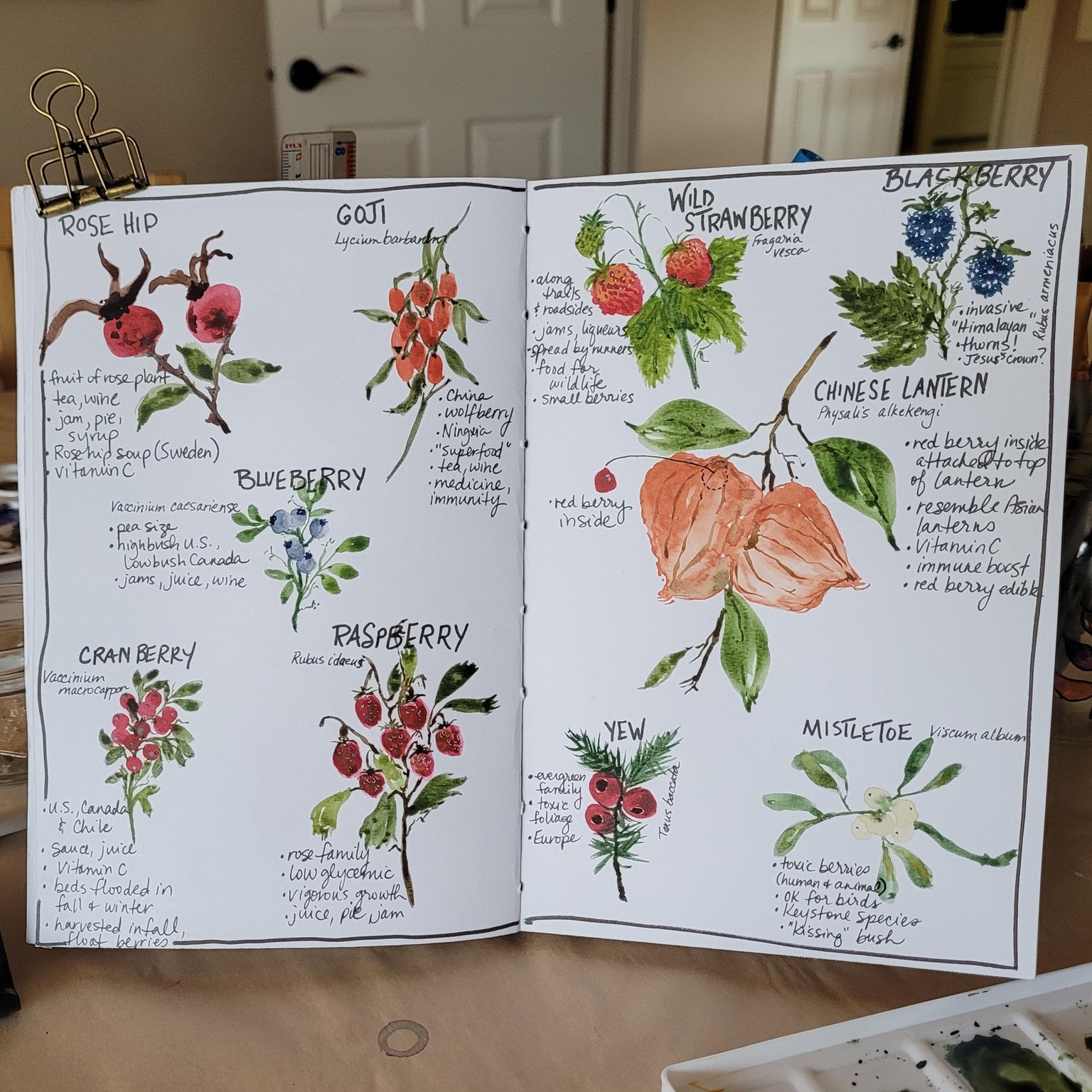 Fun with Berries! - image 2 - student project