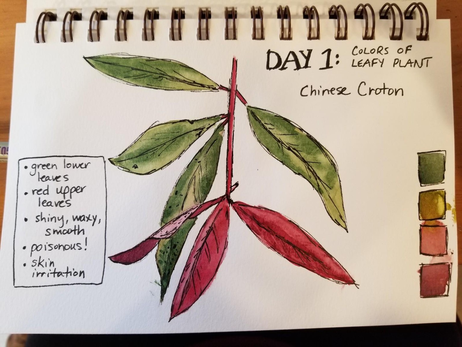 Nature Journaling Dream! - image 1 - student project
