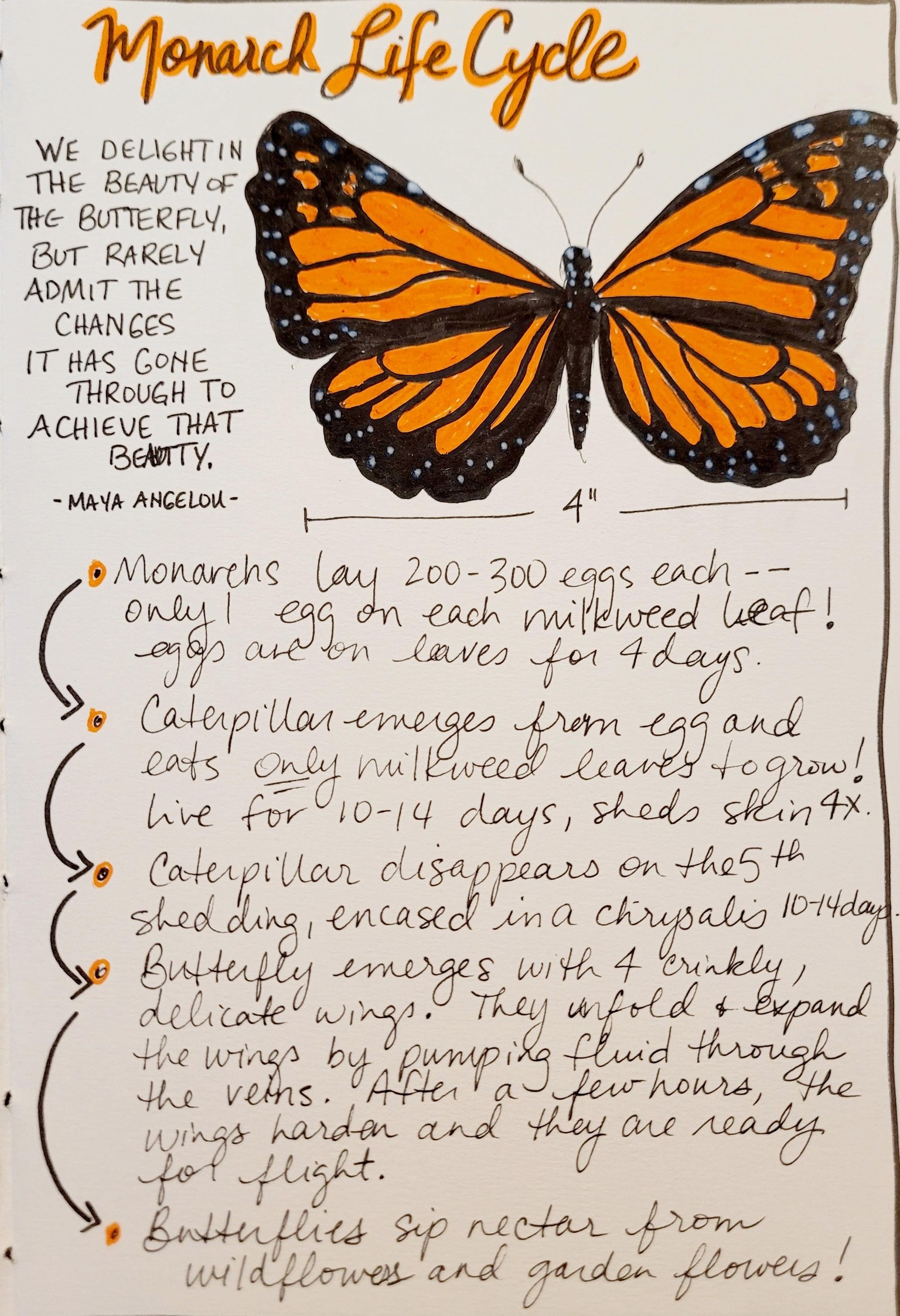 Brilliant Monarch! - image 2 - student project