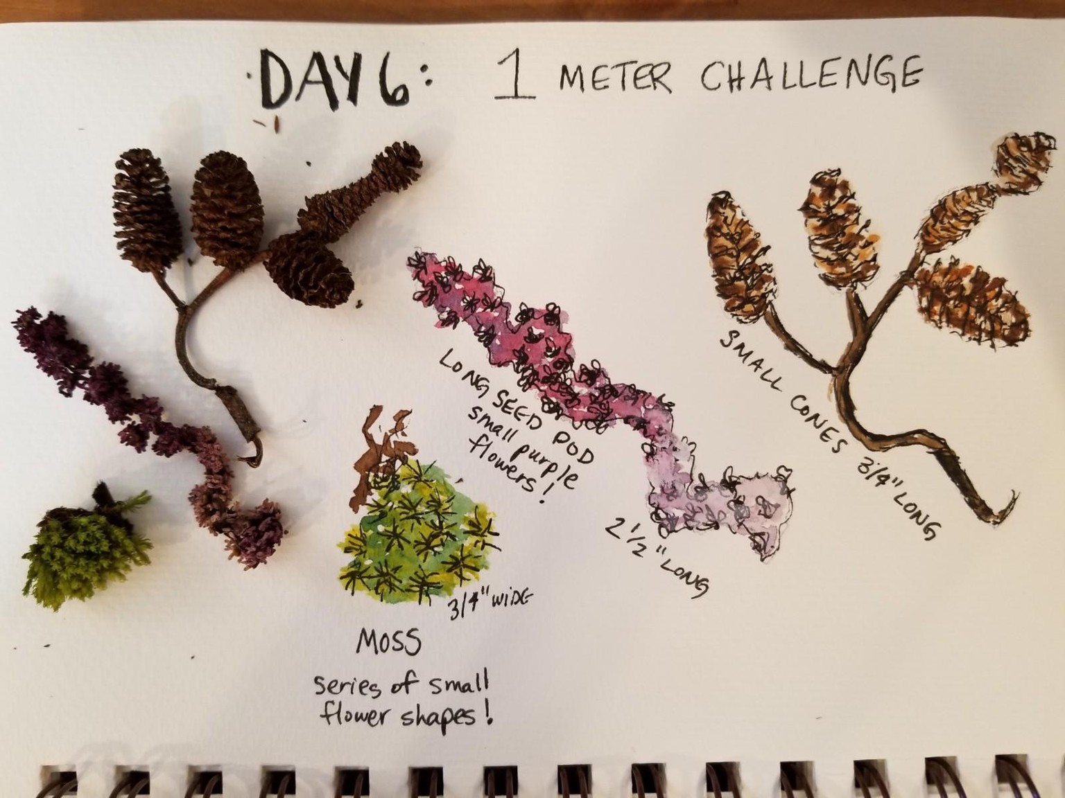 Nature Journaling Dream! - image 6 - student project