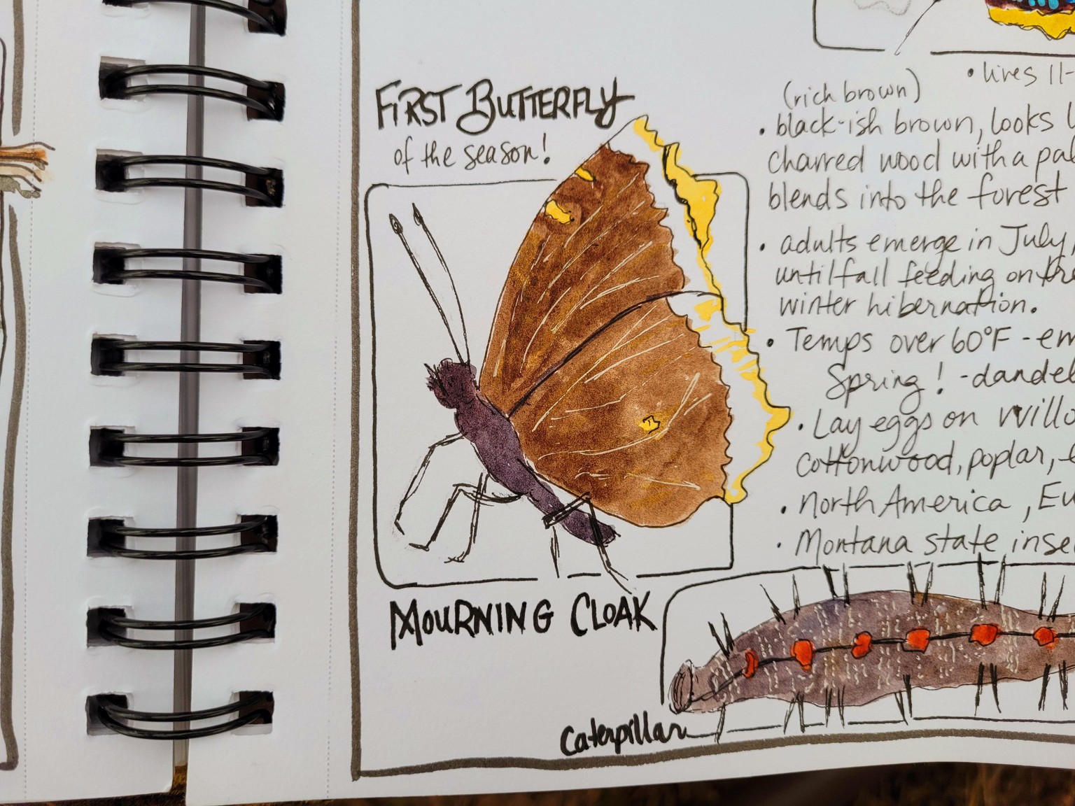 Chasing Butterflies - Spring has arrived! - image 3 - student project