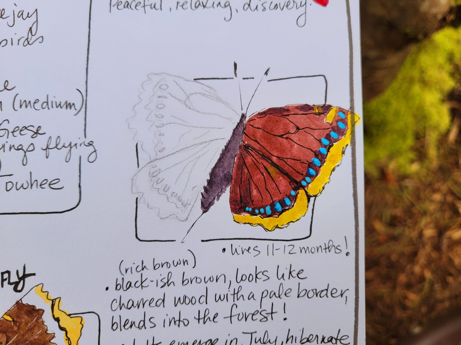 Chasing Butterflies - Spring has arrived! - image 4 - student project