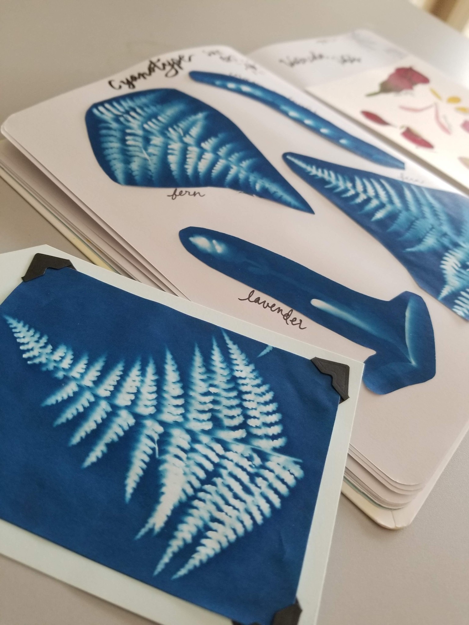 Delightful Nature Journaling! - image 7 - student project