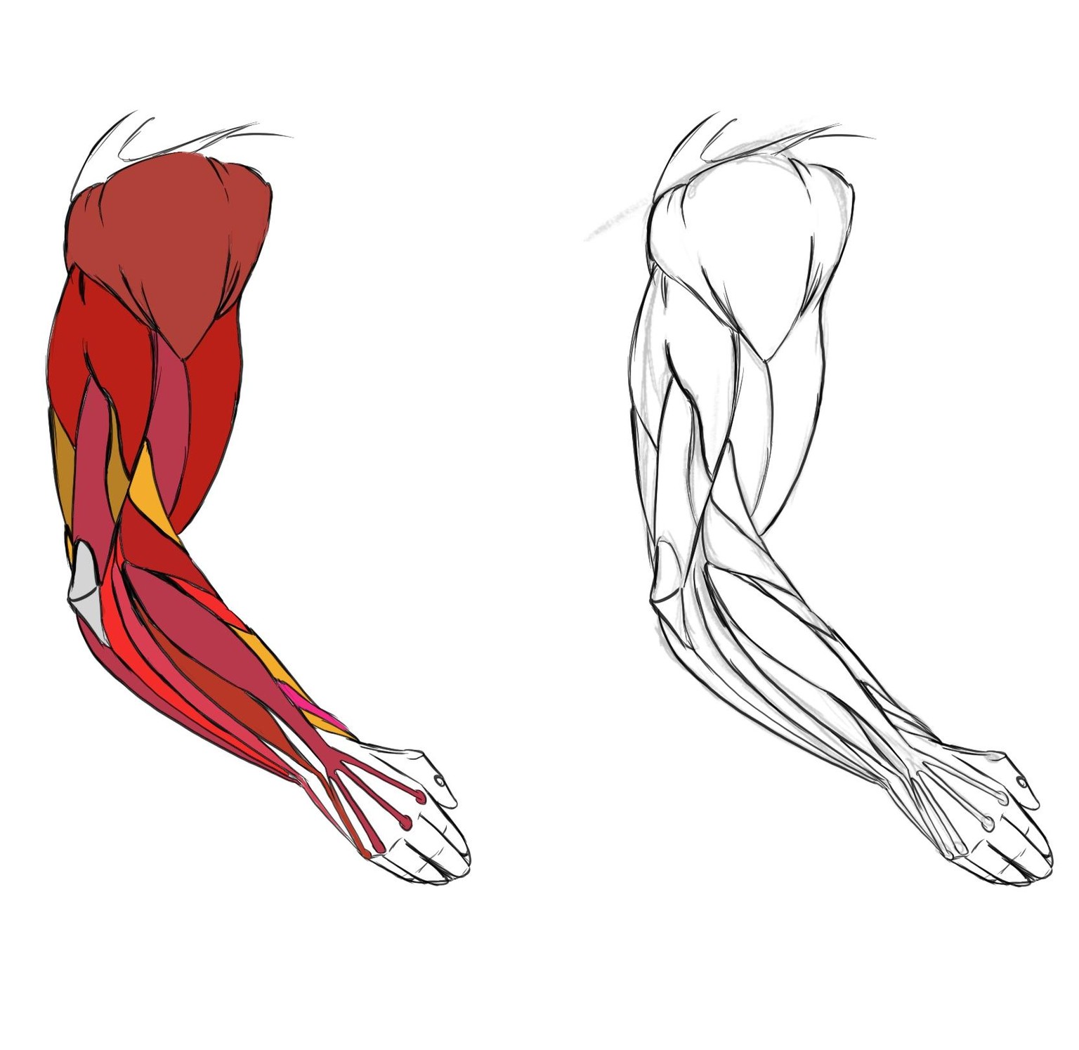 Arm Studies! - image 3 - student project