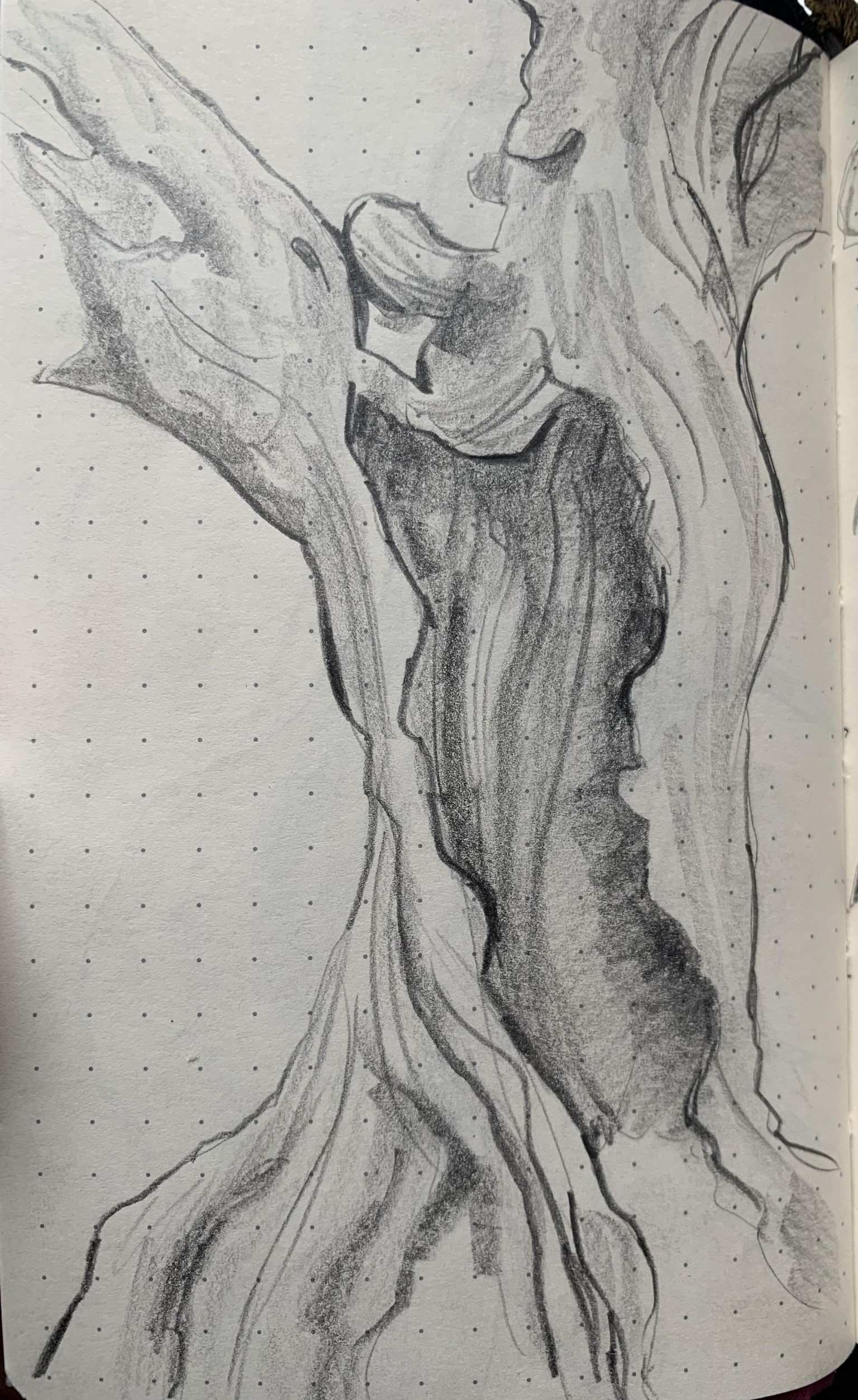 Trees & Rocks (study) - image 4 - student project
