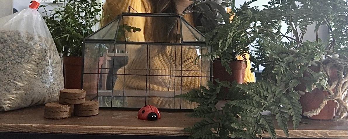 Finished terrarium - image 1 - student project
