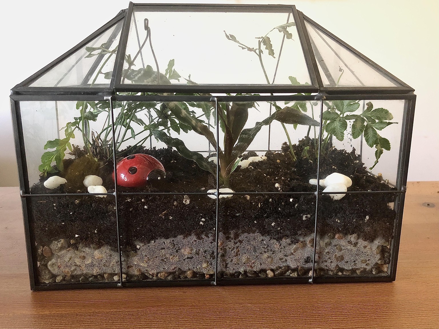 Finished terrarium - image 2 - student project