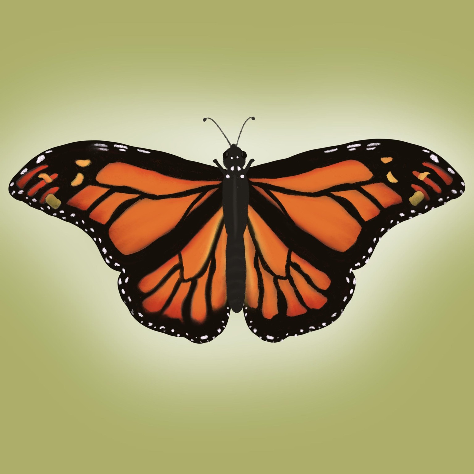 Butterfly sketch - image 1 - student project