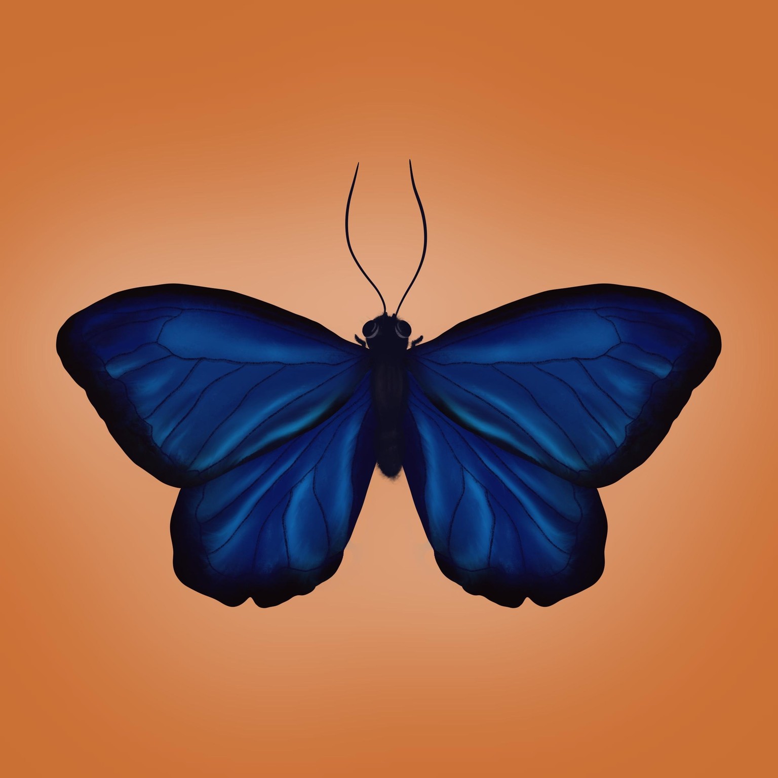 Butterfly sketch - image 2 - student project