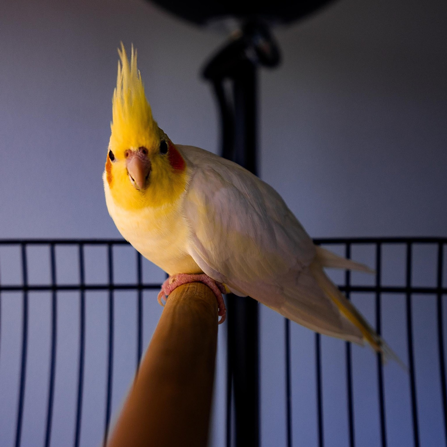 My feathery pets - image 4 - student project