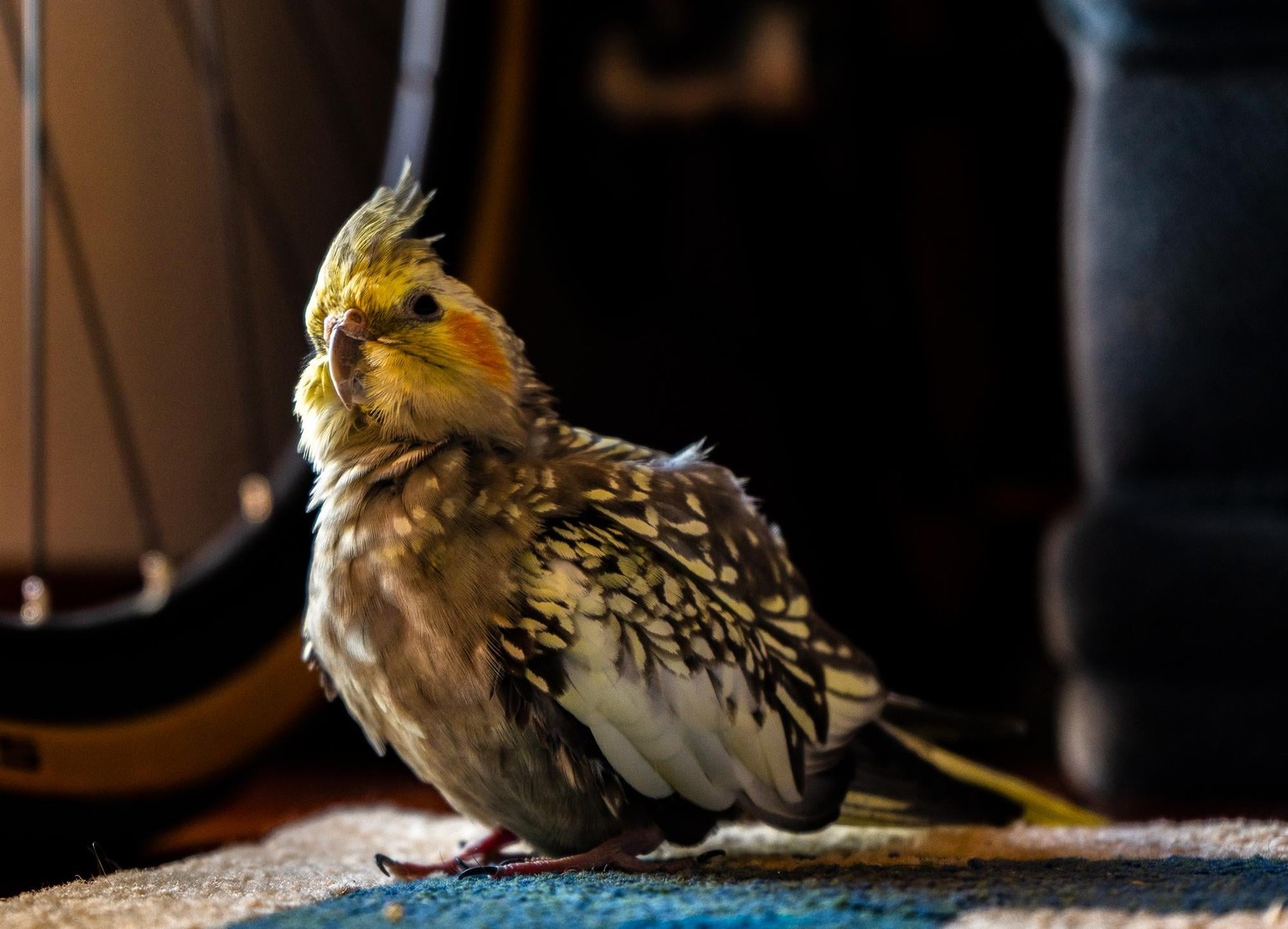 My feathery pets - image 2 - student project