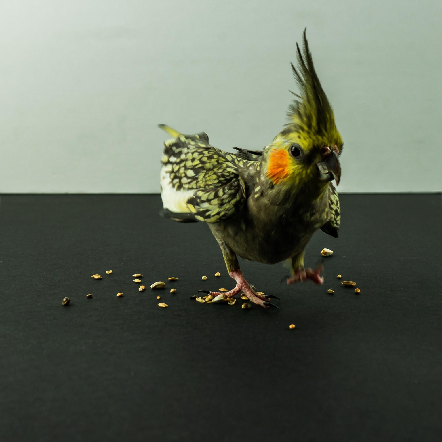 My feathery pets - image 1 - student project