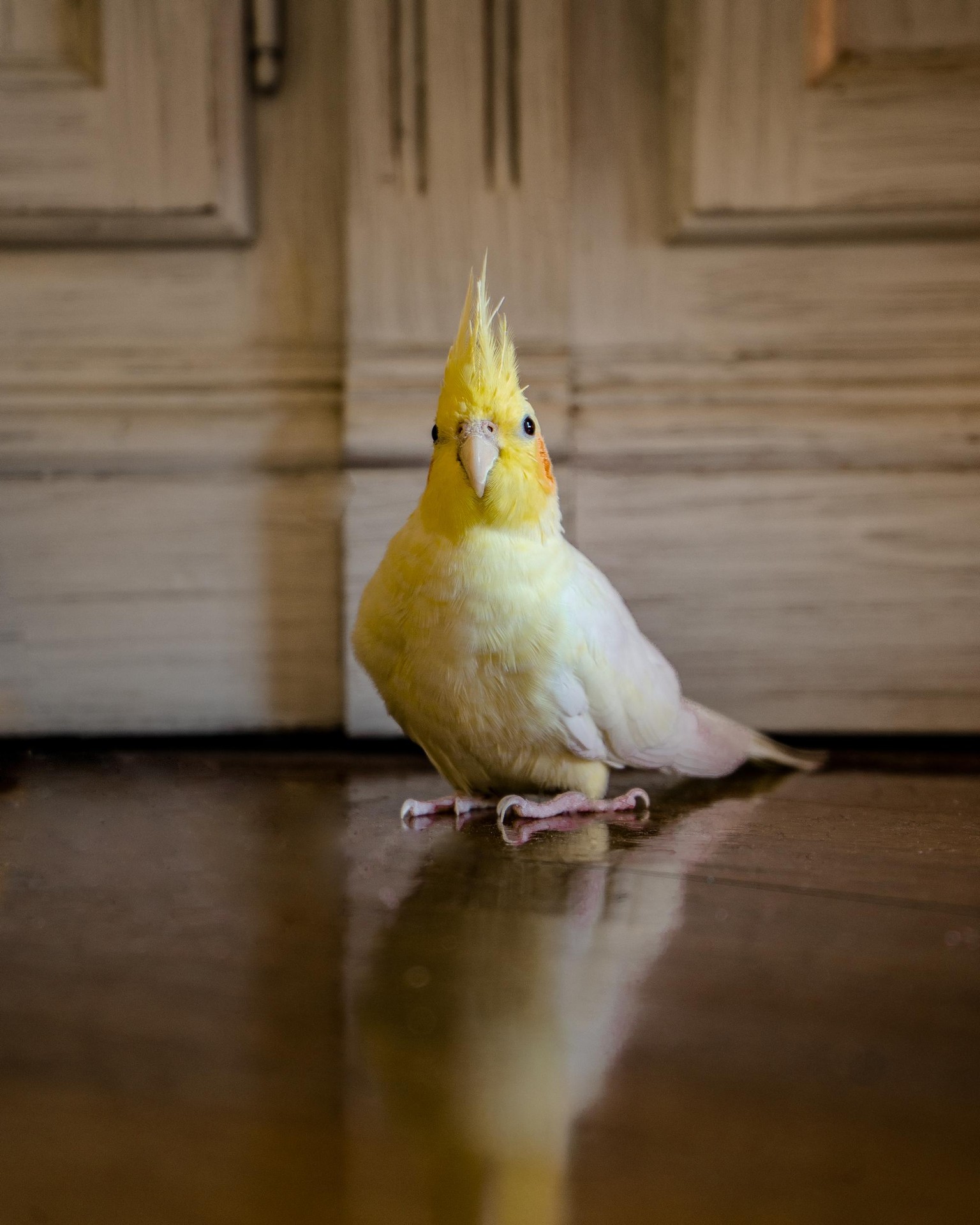 My feathery pets - image 3 - student project