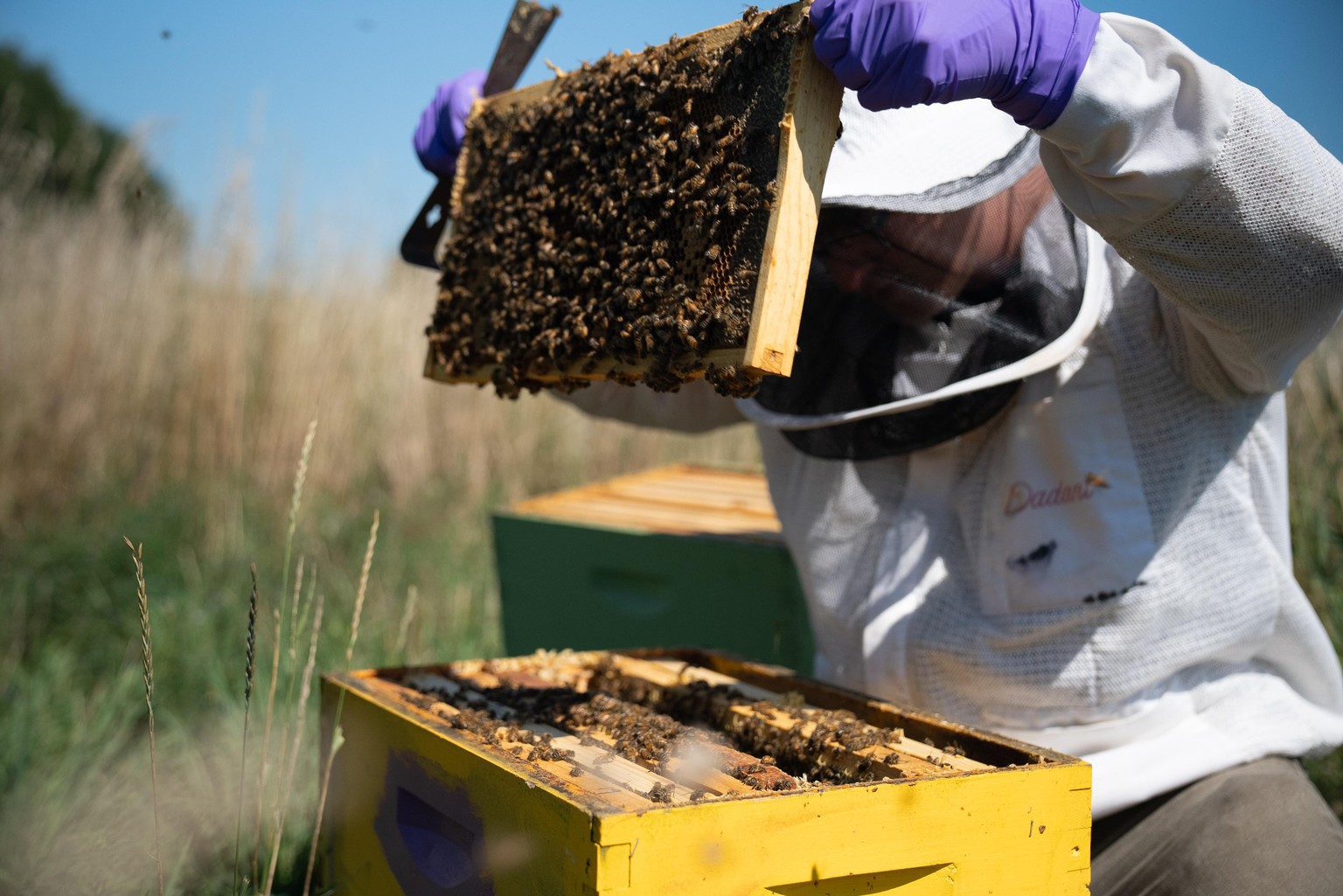 Bee-autiful Day - image 1 - student project