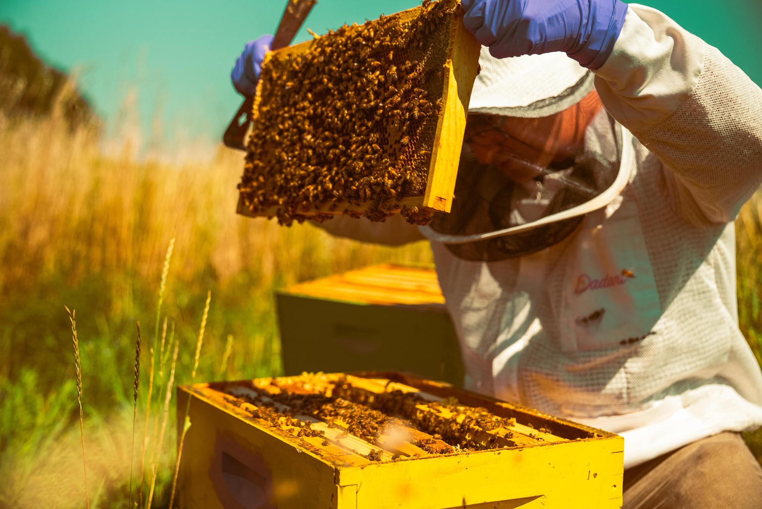 Bee-autiful Day - image 2 - student project