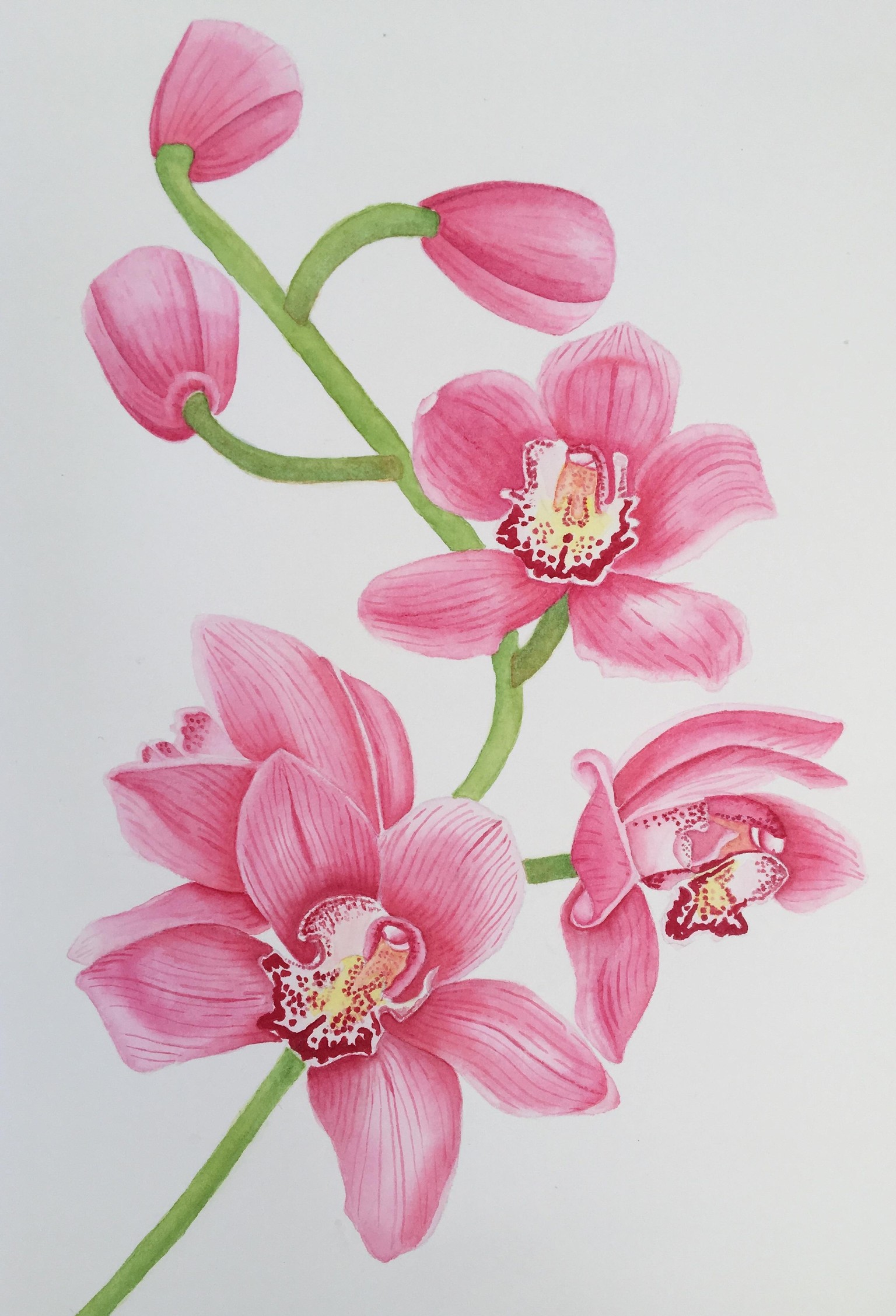 My Orchids - image 1 - student project