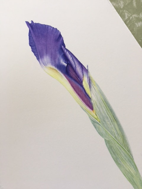 Iris - image 1 - student project