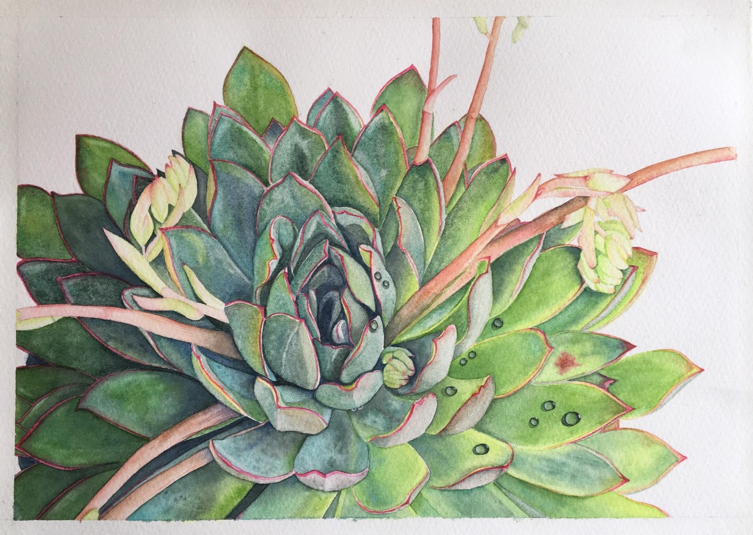 My Watercolor Succulent :) - image 1 - student project