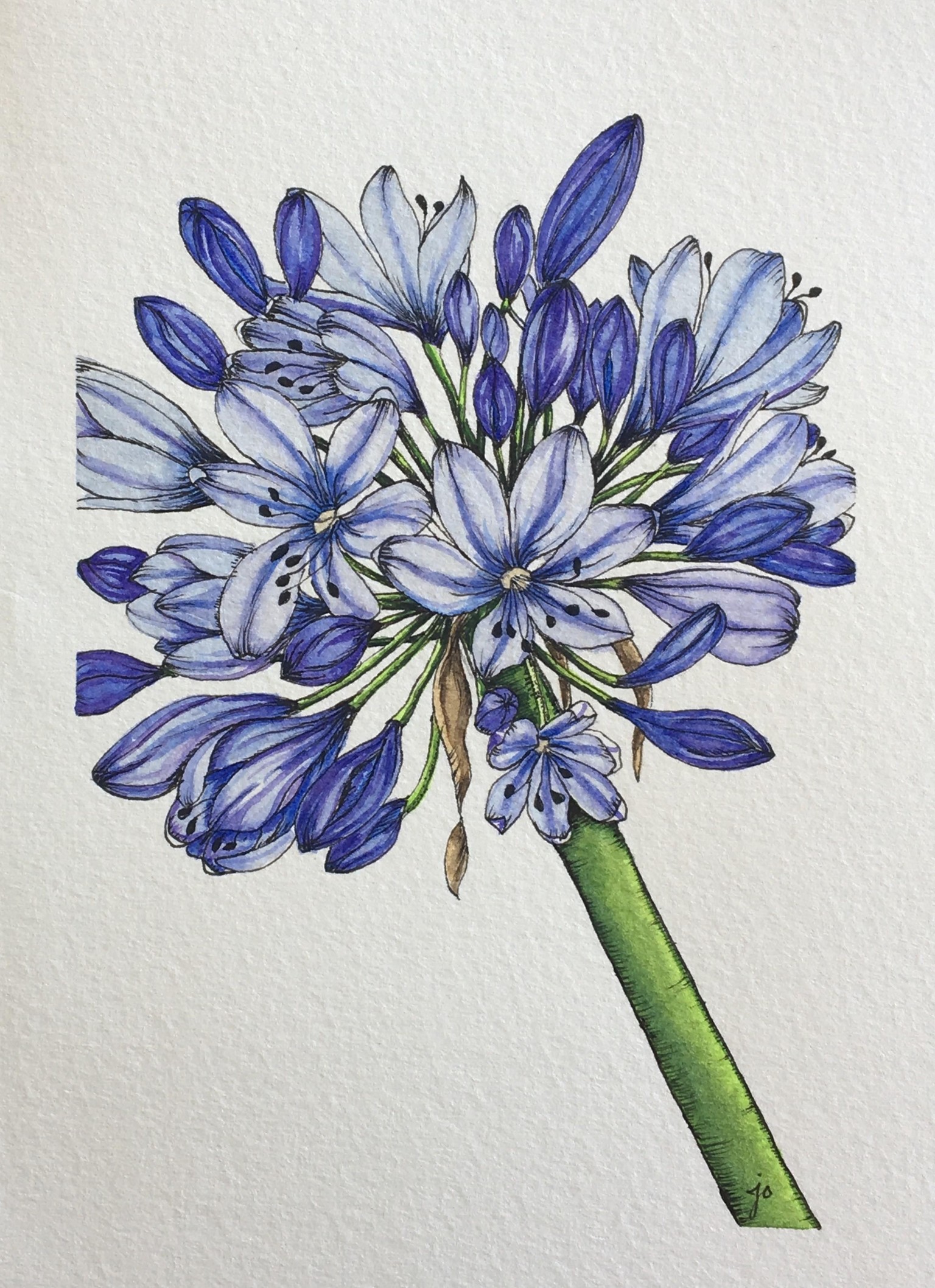 My Agapanthus - image 1 - student project