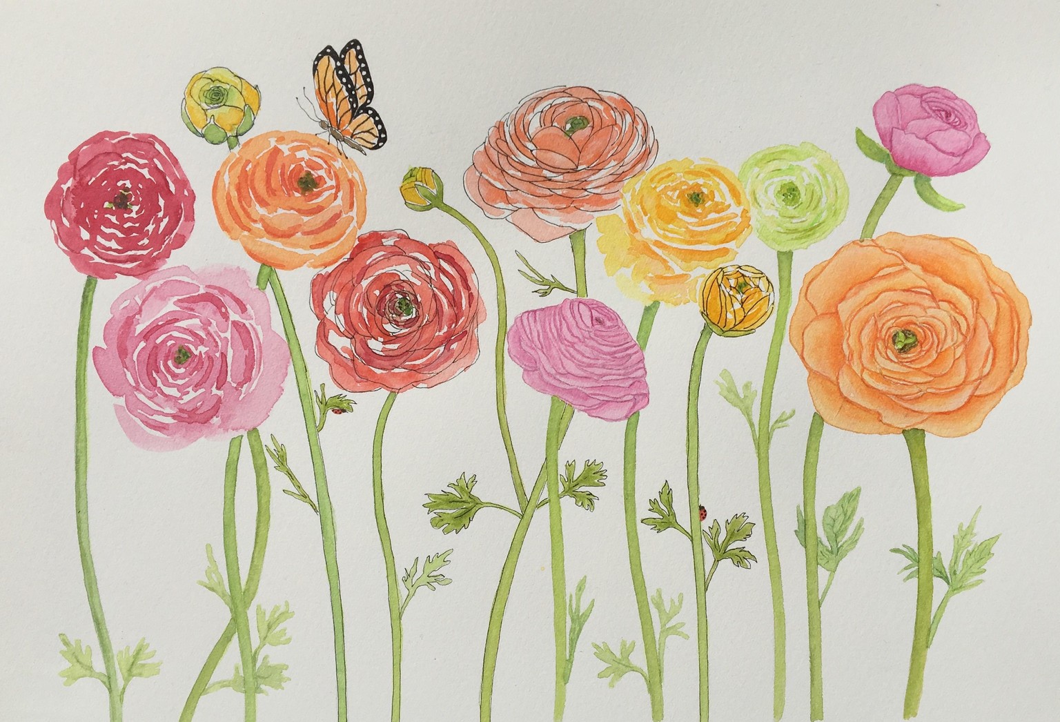 My Ranunculus Garden - image 1 - student project