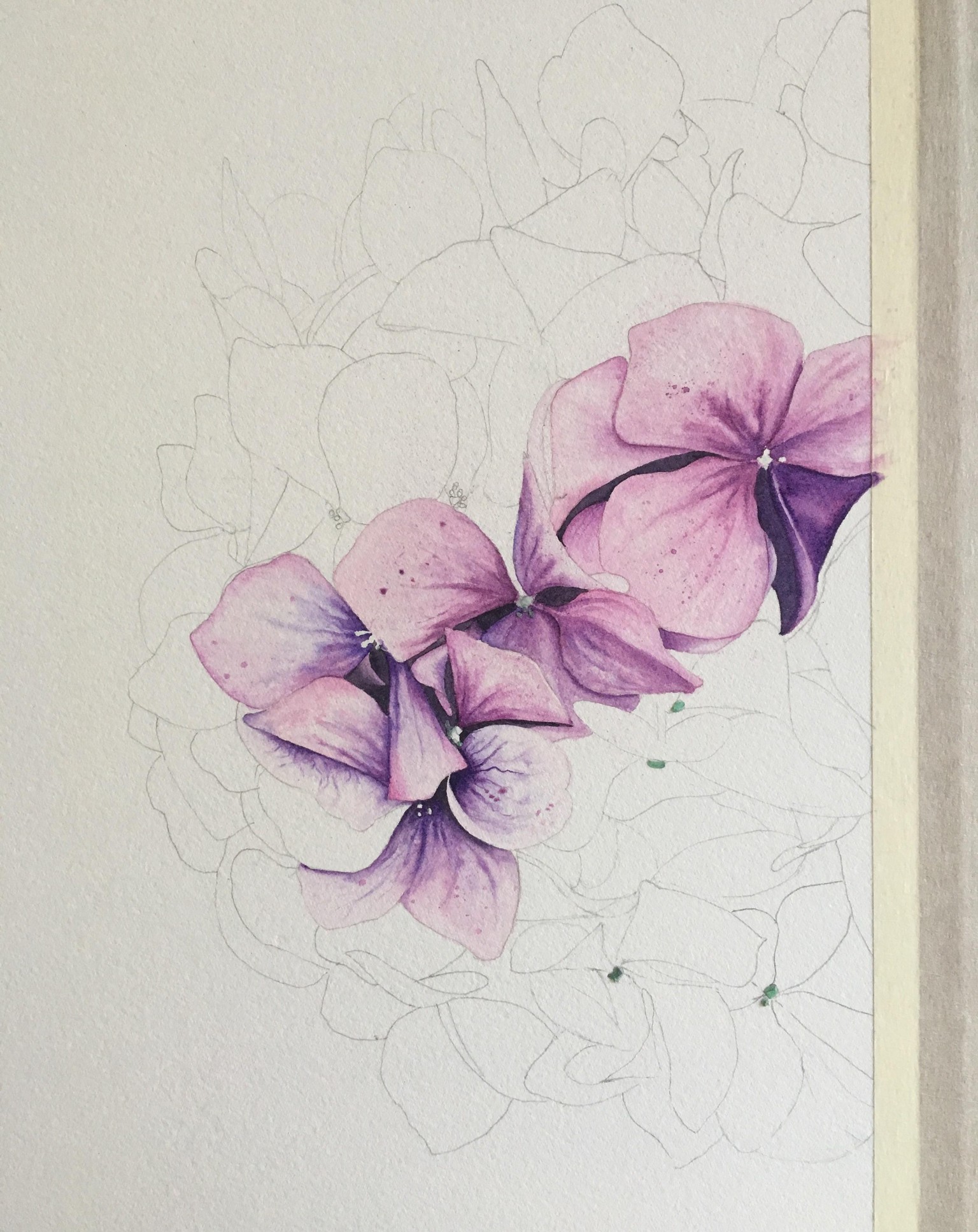 My Hydrangea - image 1 - student project