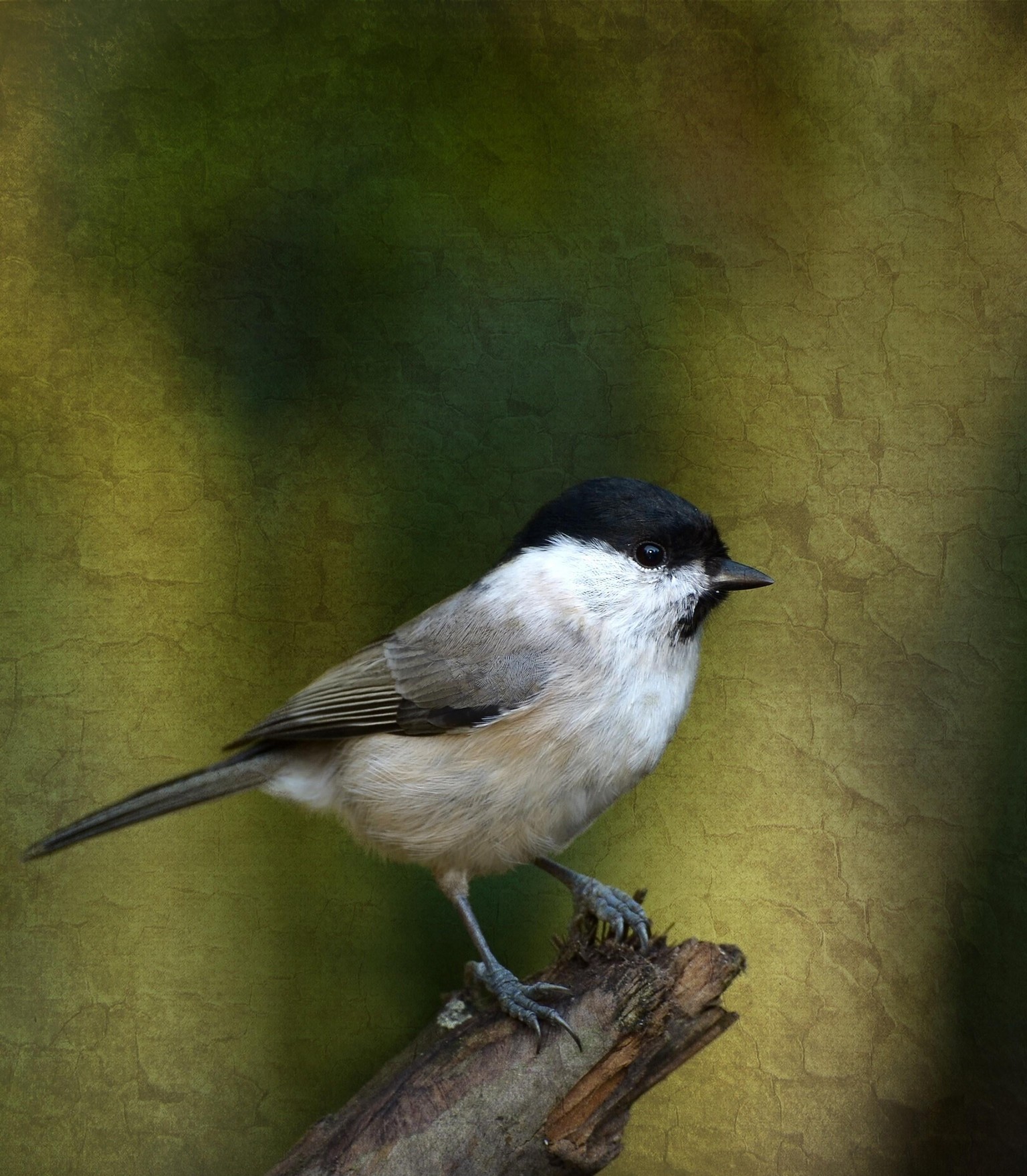 My Songbird - image 2 - student project