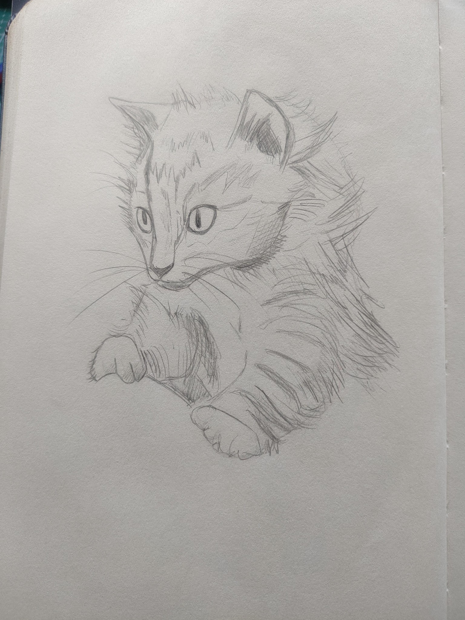 Sketching Animals - image 5 - student project