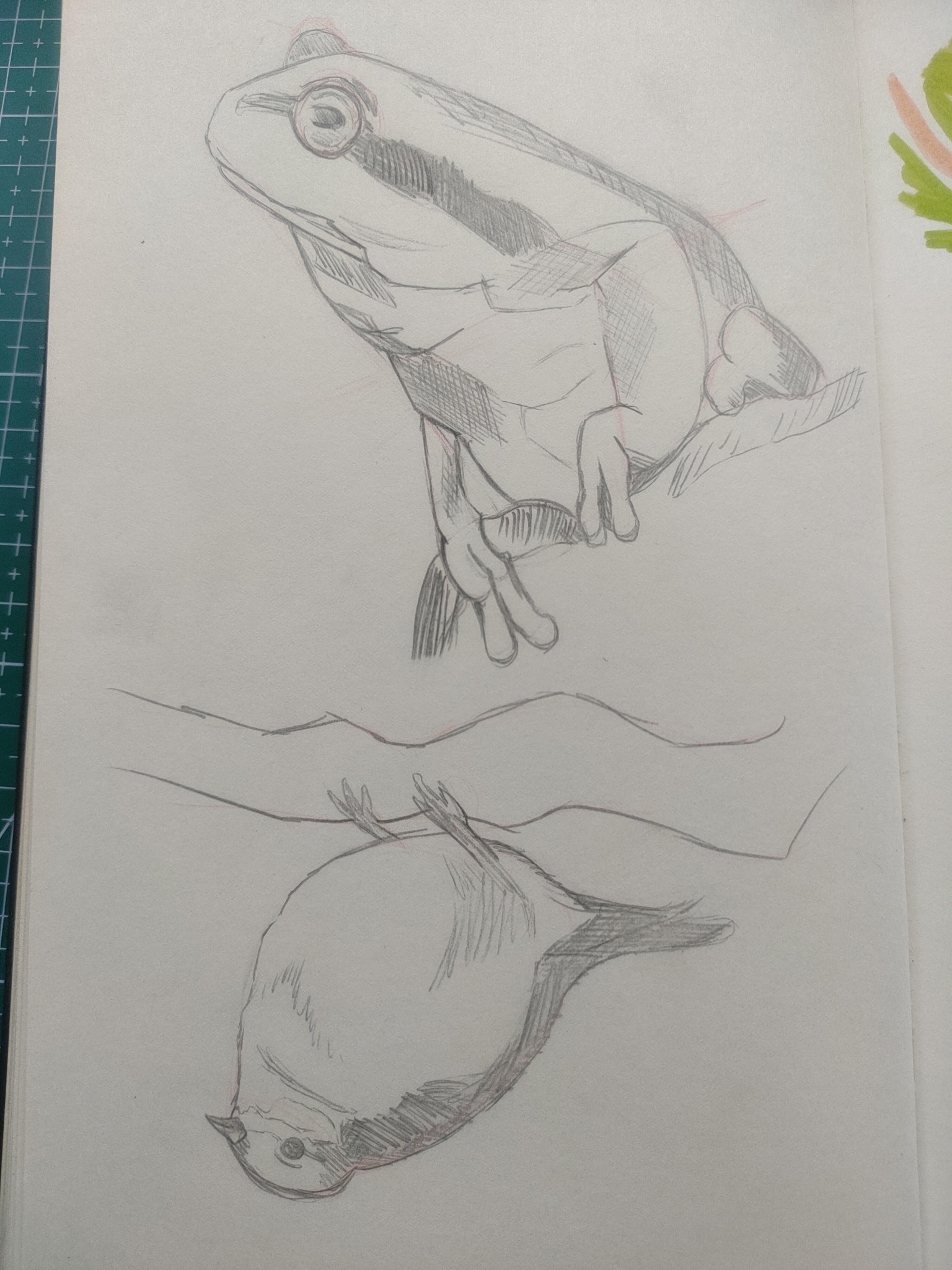 Sketching Animals - image 3 - student project