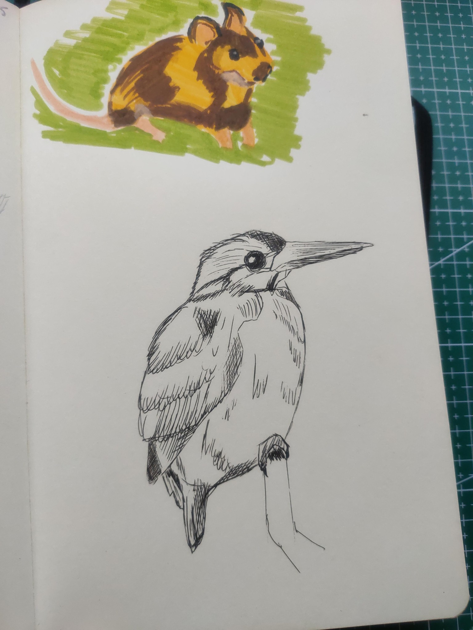 Sketching Animals - image 4 - student project