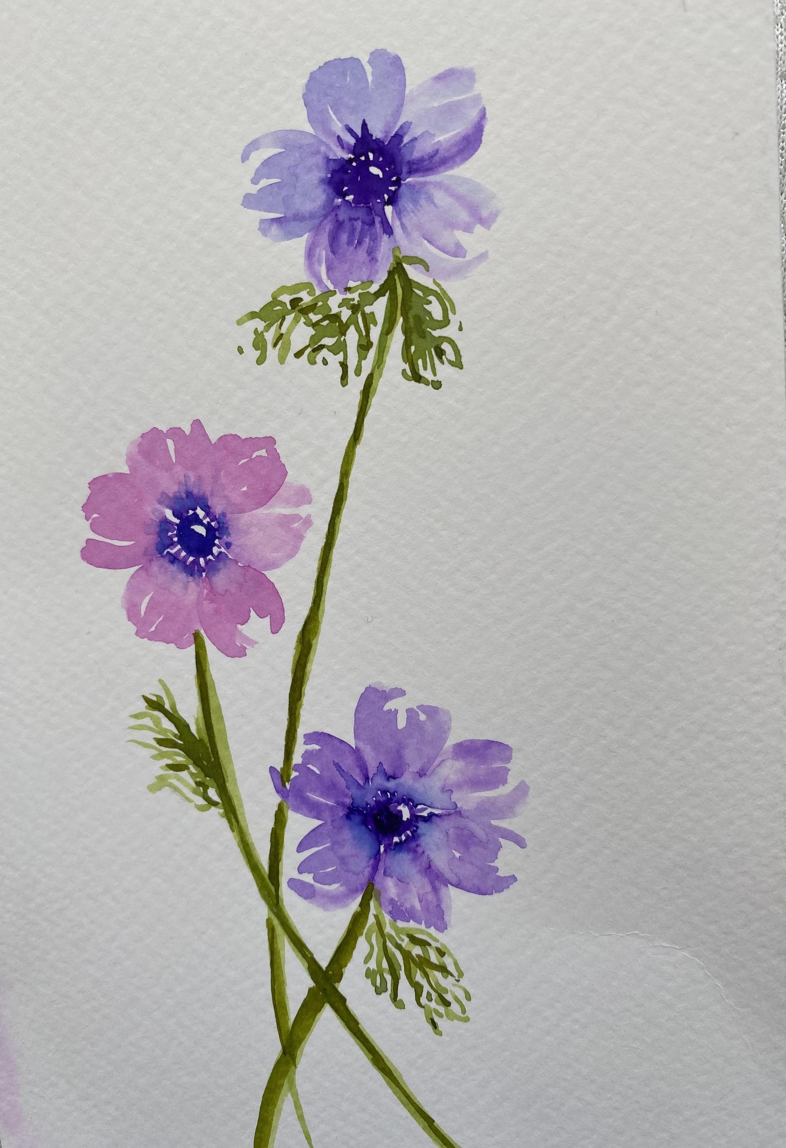 Anemones - image 3 - student project