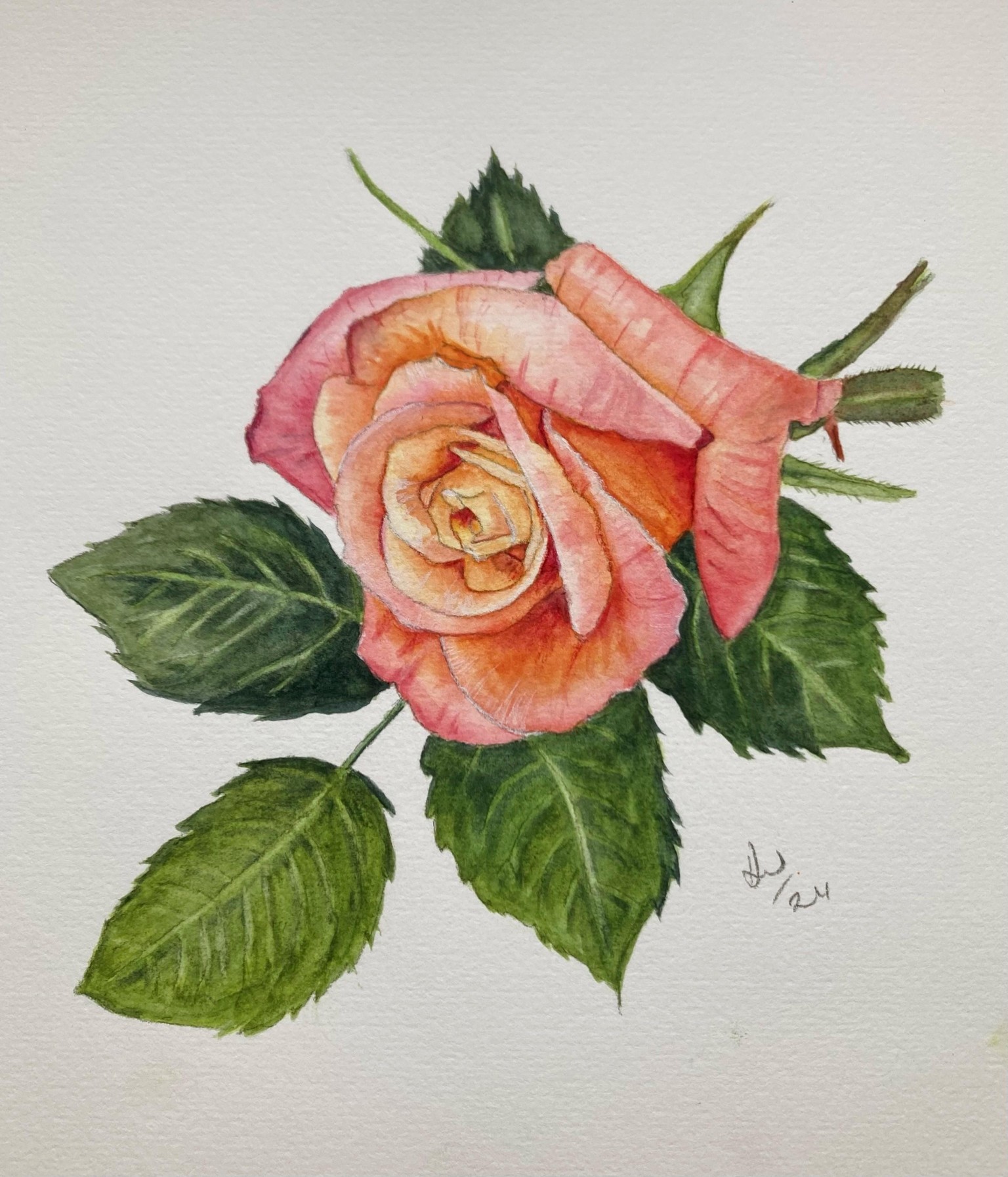 Anna's Rose - image 1 - student project