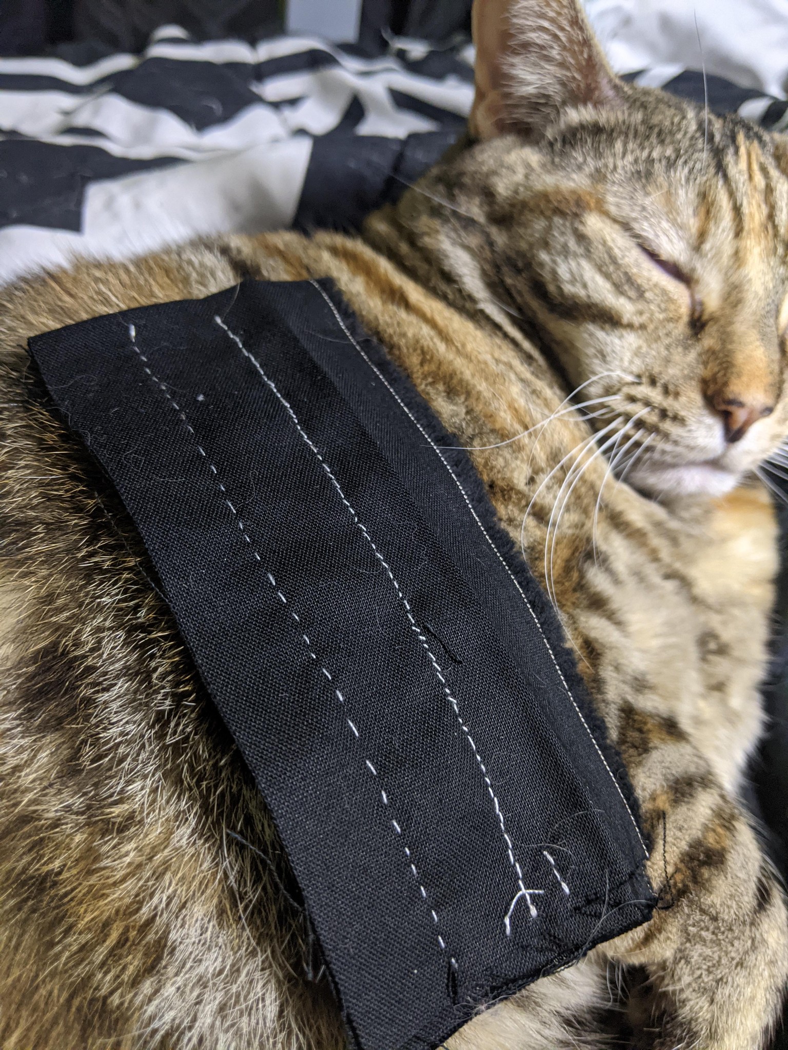 World's tiniest cat blanket - image 1 - student project