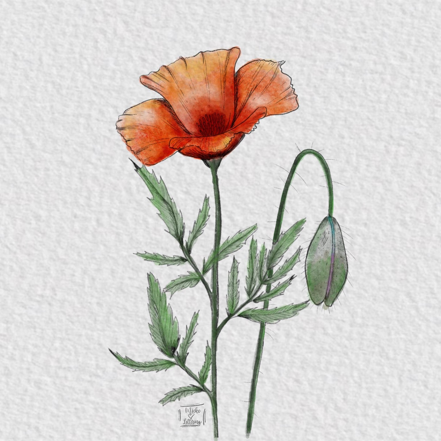 Ink & watercolor project - image 1 - student project