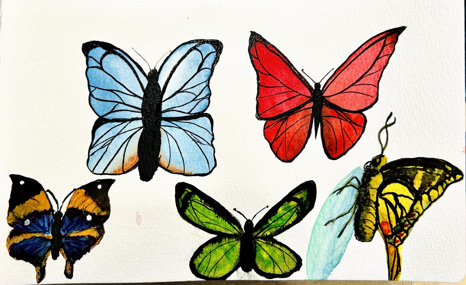 Butterflies - image 1 - student project