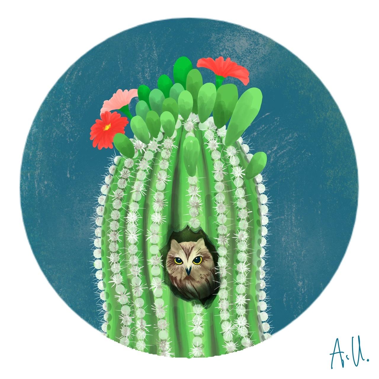 Twisted Cactus ...and a Elf Owl - image 2 - student project