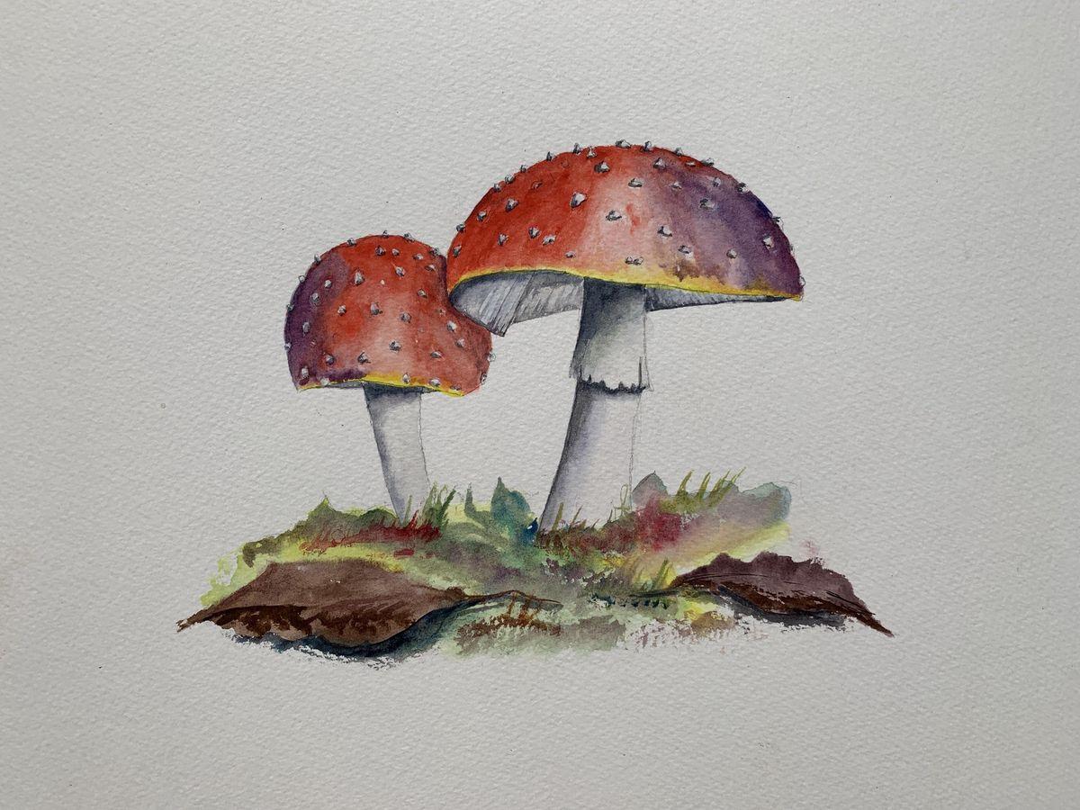 Mushrooms - image 1 - student project