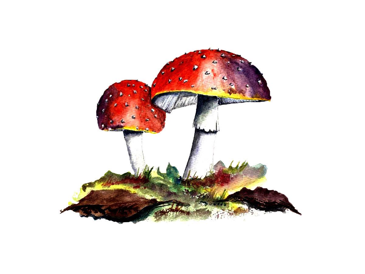 Mushrooms - image 2 - student project
