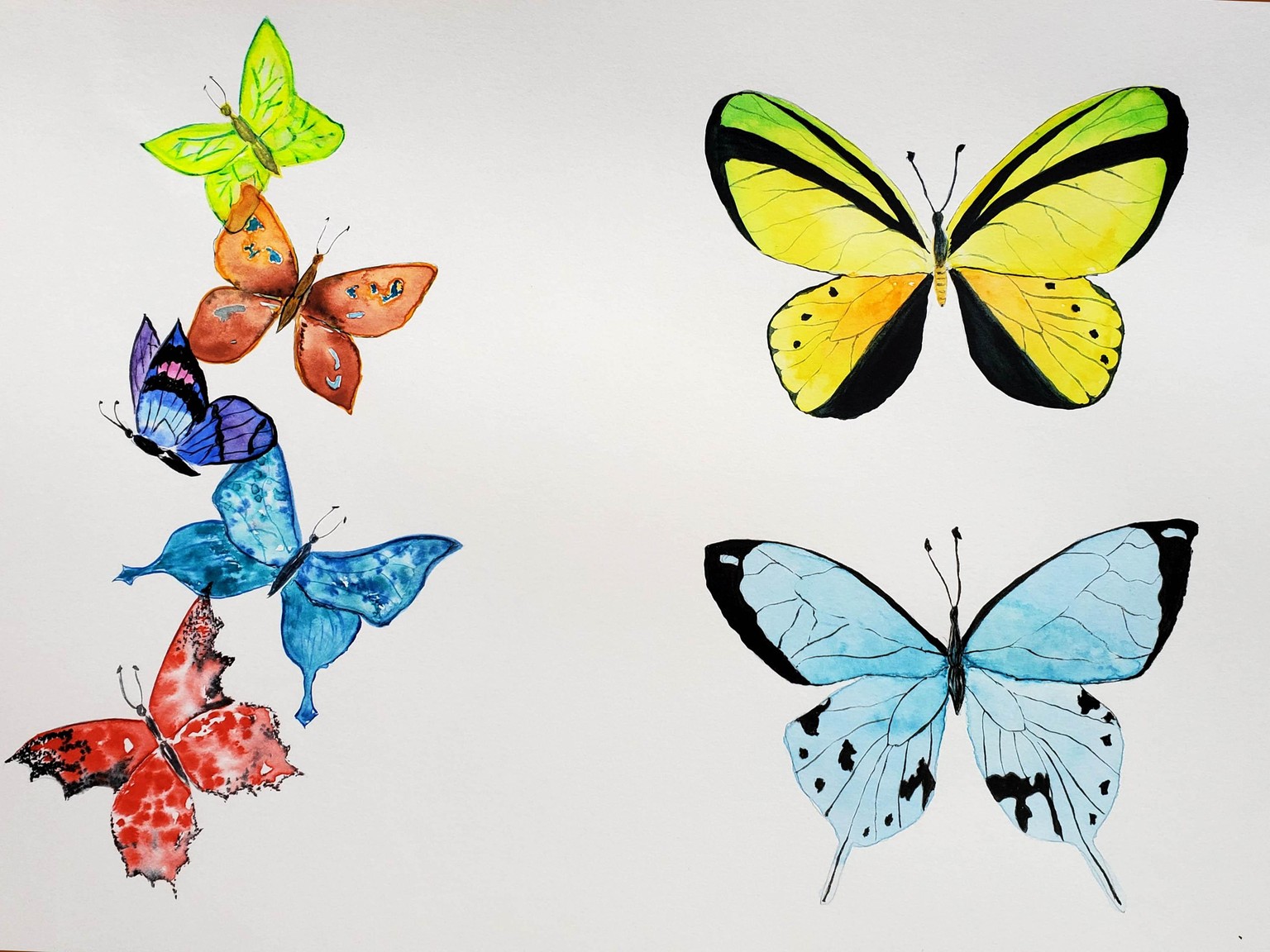 Butterflies! - image 1 - student project