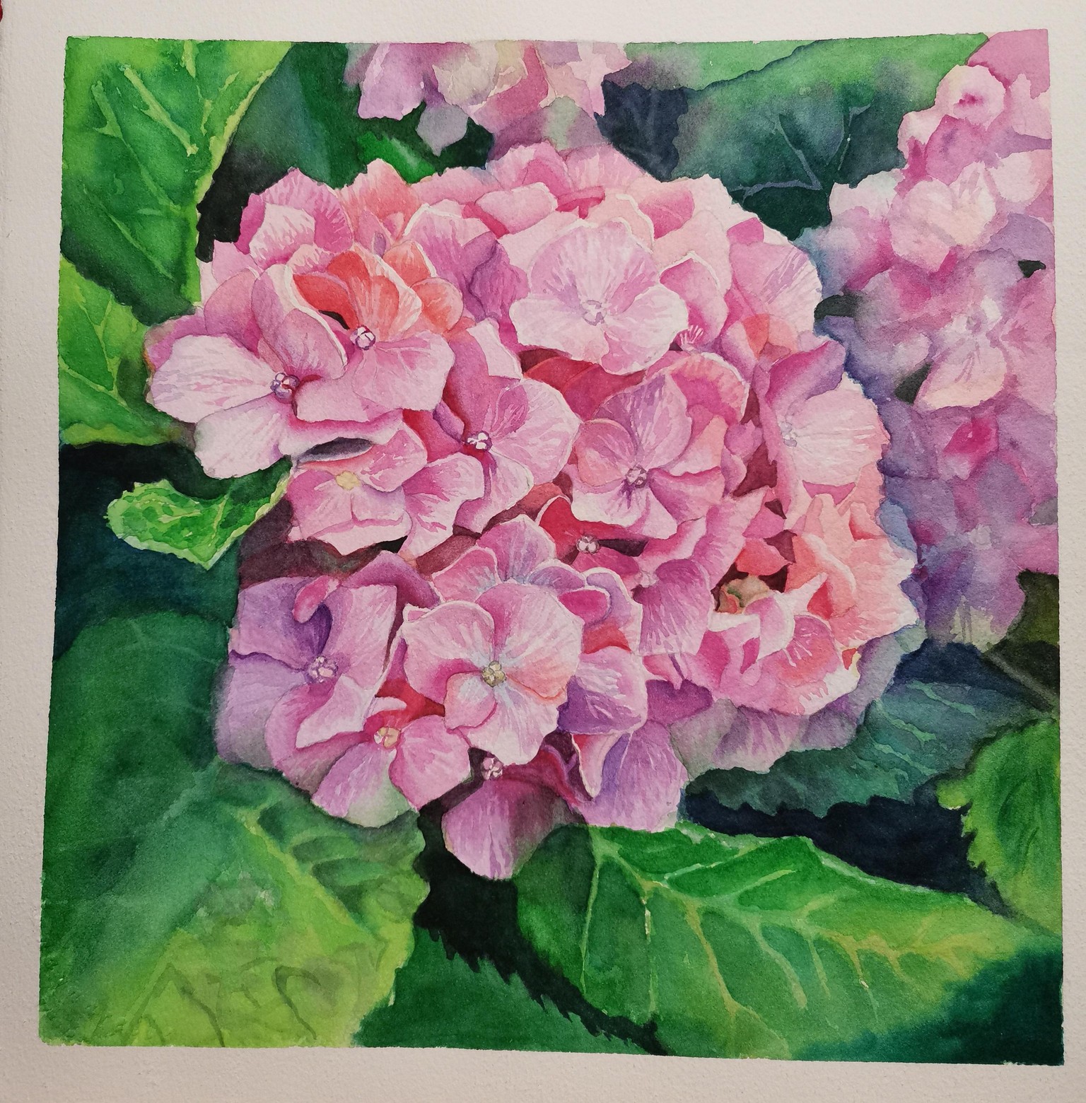 Hydrangea - image 1 - student project