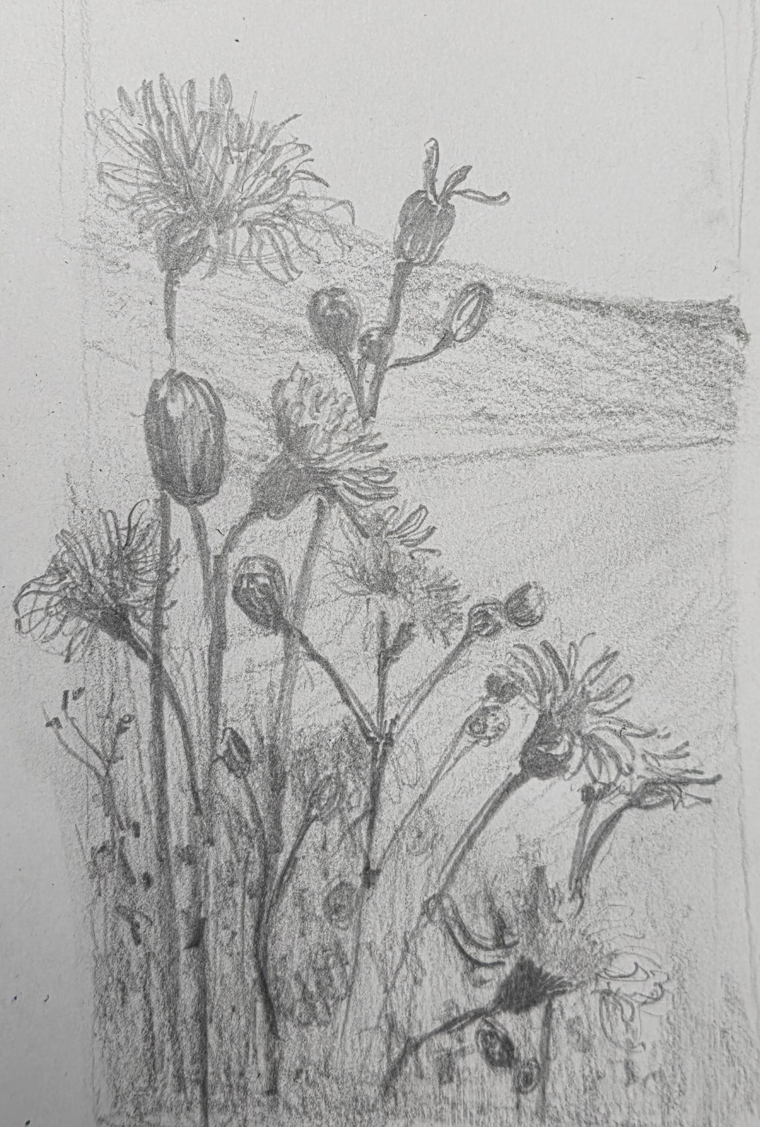 10 Days of Landscapes in Pencil - image 7 - student project
