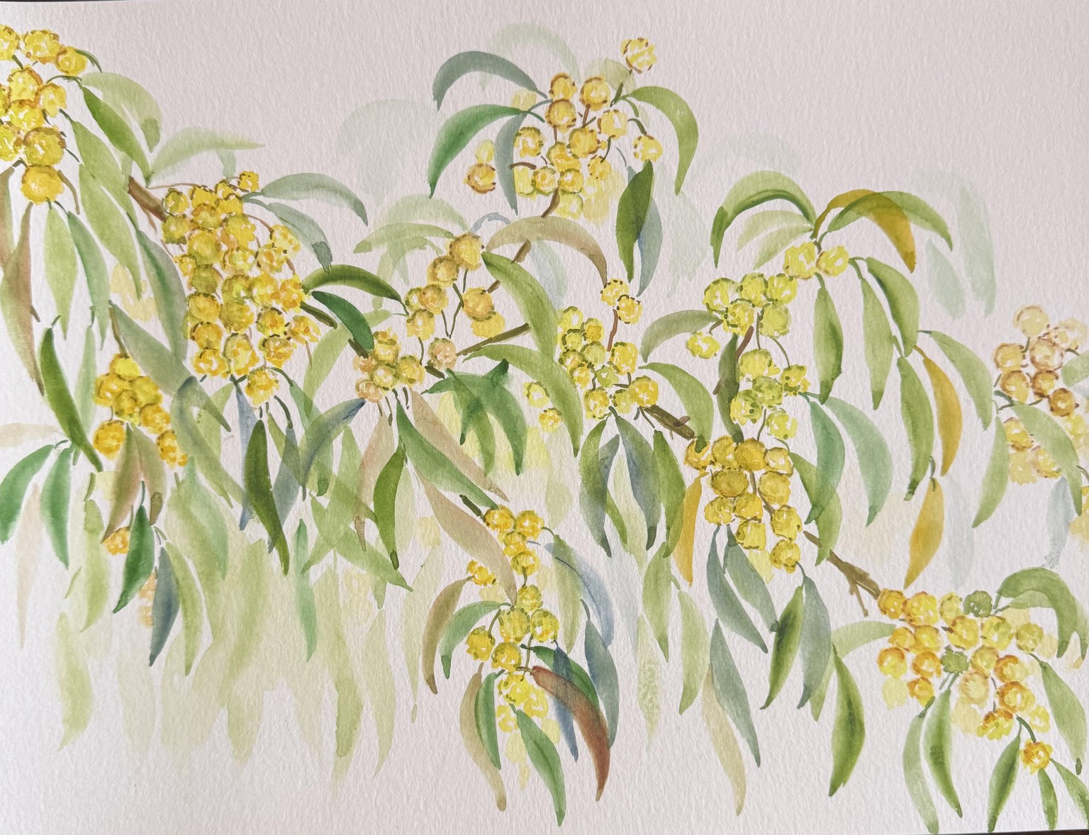 Wattle plant - image 1 - student project