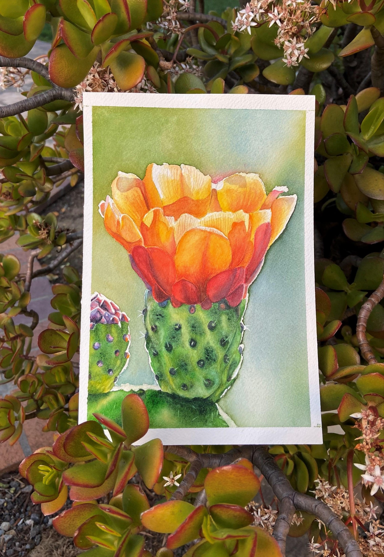 Opuntia Flower in Watercolor - image 1 - student project